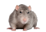 gallery/rat_mouse_png2461